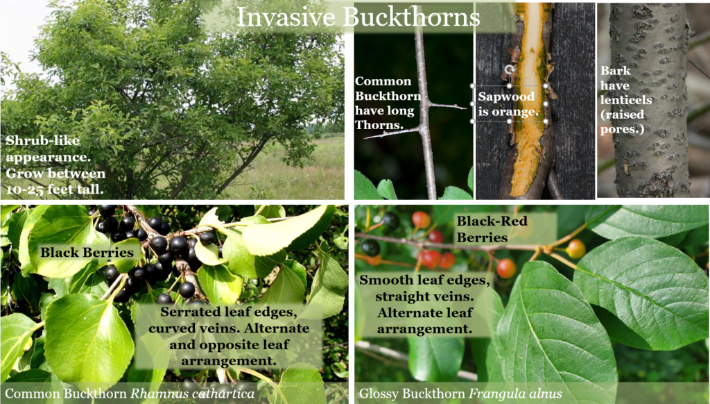 Invasive Buckthorns