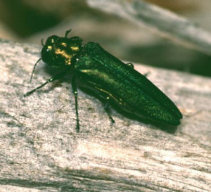 Emerald Ash Borer