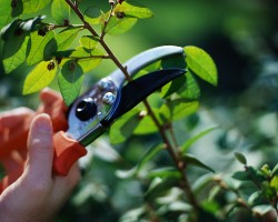 Tree Trimming